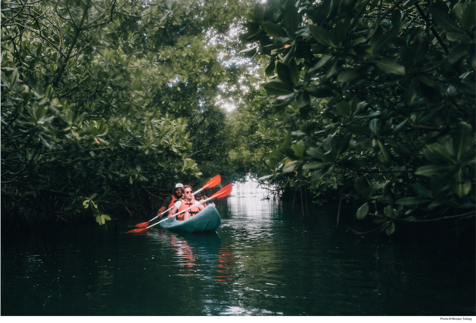 kayak mangrove martinique